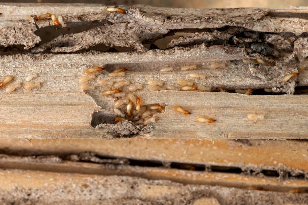 Best Pest Prevention Services  in Glenwood Landing, NY